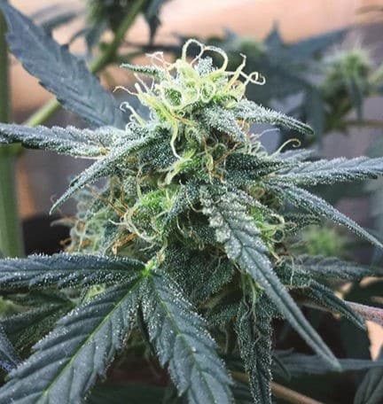 Big Devil Stain Feminized Seeds Close-Up Of A Mature Cannabis Plant Bud, Showcasing The Dense Trichome Coverage From Big Devil Stain Feminized Seeds. Premium Genetics For High-Quality Yields.