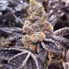 Close-up of a frosty Black Diesel CBD Strain Seeds flower. High-quality cannabis bud with purple hues and visible trichomes. Purchase your seeds now!