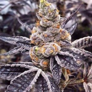 Close-up of a frosty Black Diesel CBD Strain Seeds flower. High-quality cannabis bud with purple hues and visible trichomes. Purchase your seeds now!
