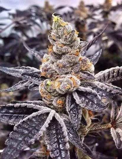 Black Diesel cbd seeds