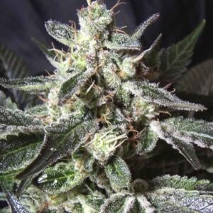 Close-up image of a mature Black Jack Strain Feminized Seeds flower, showcasing its dense trichome coverage and robust bud structure. Ideal for seed enthusiasts.