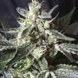 Black Jack Feminized Seeds