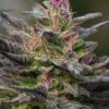 Close-up of a vibrant Blue Amnesia Strain Feminized Seeds flower, showcasing its trichome-covered buds and distinctive pink pistils. Purchase high-quality seeds today.