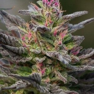 Close-up of a vibrant Blue Amnesia Strain Feminized Seeds flower, showcasing its trichome-covered buds and distinctive pink pistils. Purchase high-quality seeds today.