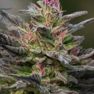Blue Amnesia Feminized Seeds