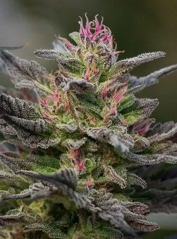 Blue Amnesia feminized seeds