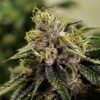 Close-up of a trichome-rich Blue Fruit Strain Feminized Seeds bud, showcasing its vibrant colors and potent potential. Ideal for cultivation and connoisseurs.