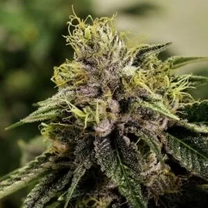 Blue Fruit Feminized Seeds