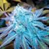 Close-up of a frosty Blue Haze Strain Autoflower Seeds bud. The shimmering trichomes and vibrant blue hues showcase the high quality of these autoflowering seeds.