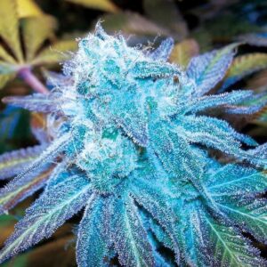 Close-up of a frosty Blue Haze Strain Autoflower Seeds bud. The shimmering trichomes and vibrant blue hues showcase the high quality of these autoflowering seeds.
