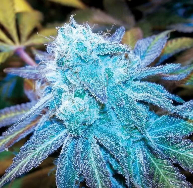 Blue Haze autoflower seeds