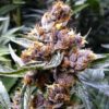 Close-up view of Blueberry Strain CBD Seeds, displaying vibrant purple hues and resinous trichomes. Buy top-quality Blueberry Strain CBD seeds for sale here.