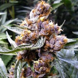 Close-Up View Of Blueberry Strain Cbd Seeds, Displaying Vibrant Purple Hues And Resinous Trichomes. Buy Top-Quality Blueberry Strain Cbd Seeds For Sale Here.