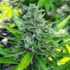 Close-up of a mature cannabis plant showcasing the dense bud structure of Haze 1:1 Strain CBD Seeds. High-quality genetics for balanced CBD/THC content and healthy growth.