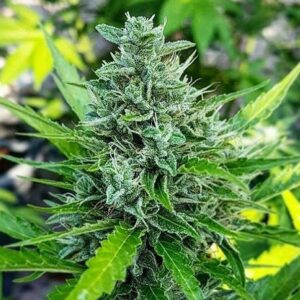 Close-up of a mature cannabis plant showcasing the dense bud structure of Haze 1:1 Strain CBD Seeds. High-quality genetics for balanced CBD/THC content and healthy growth.