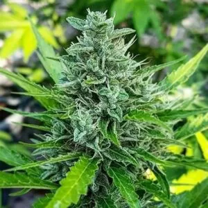 Close-up of a mature cannabis plant showcasing the dense bud structure of Haze 1:1 Strain CBD Seeds. High-quality genetics for balanced CBD/THC content and healthy growth.