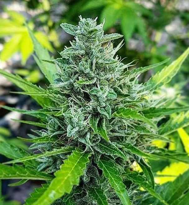 Haze 1:1 Strain Cbd Seeds Close-Up Of A Mature Cannabis Plant Showcasing The Dense Bud Structure Of Haze 1:1 Strain Cbd Seeds. High-Quality Genetics For Balanced Cbd/Thc Content And Healthy Growth.