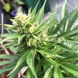 Close-up of a thriving cannabis plant showcasing the Cheese 1:1 Strain CBD Seeds genetics. Explore the potential of these high-quality cannabis seeds.