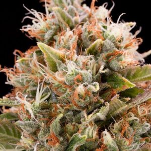 Close-up of a vibrant cannabis bud, showcasing the Chemdog #4 Strain CBD Seeds. The image highlights the texture and color, useful for identifying this unique strain.