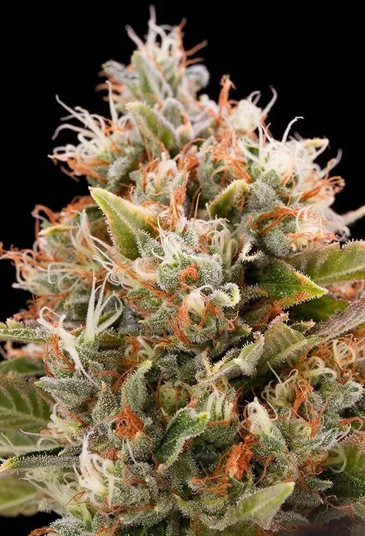 Chemdog #4 cbd seeds