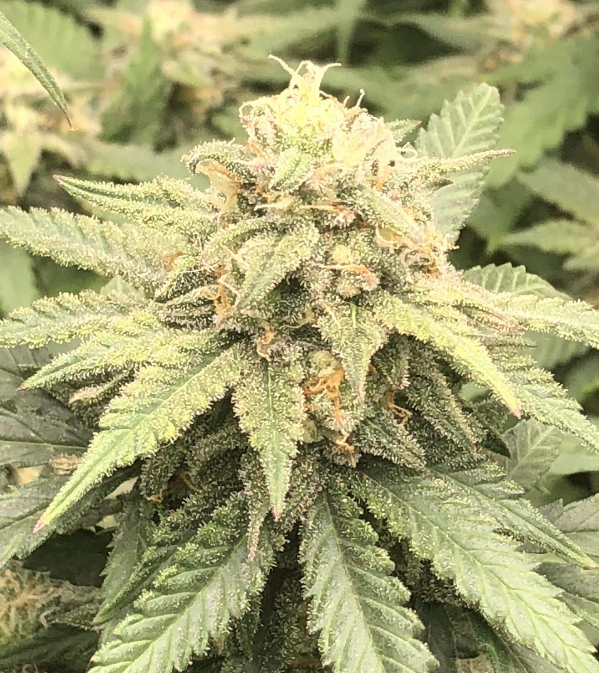 Chronic Widow Strain Autoflower Seeds Close-Up Of A Mature, Resin-Covered Bud From The Chronic Widow Strain Autoflower Seeds, Showcasing Its Trichomes And Robust Leaf Structure. High Quality Cannabis.
