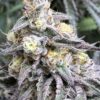 Close-up image of a mature Cream Candy Strain Feminized Seeds plant, showcasing its dense buds covered in trichomes and vibrant coloration.