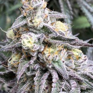 Close-up image of a mature Cream Candy Strain Feminized Seeds plant, showcasing its dense buds covered in trichomes and vibrant coloration.