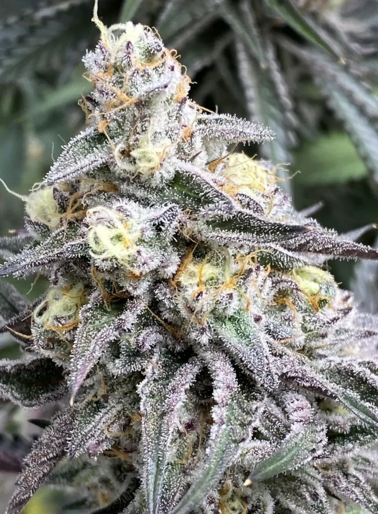 Cream Candy feminized seeds