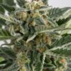 Close-up of a frosty cannabis bud, showcasing the high quality of Devil XXL Strain Feminized Seeds. Buy Devil XXL feminized seeds for potent yields.