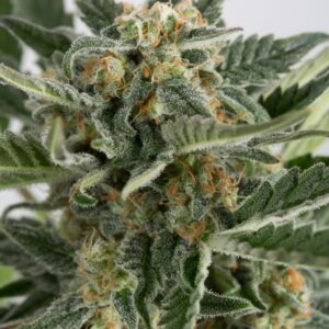 Close-up of a frosty cannabis bud, showcasing the high quality of Devil XXL Strain Feminized Seeds. Buy Devil XXL feminized seeds for potent yields.