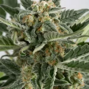 Devil XXL Feminized Seeds