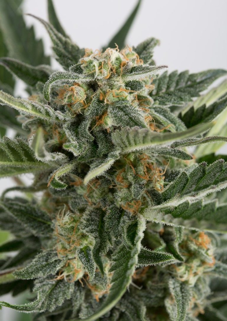 Devil Xxl Strain Feminized Seeds Close-Up Of A Frosty Cannabis Bud, Showcasing The High Quality Of Devil Xxl Strain Feminized Seeds. Buy Devil Xxl Feminized Seeds For Potent Yields.