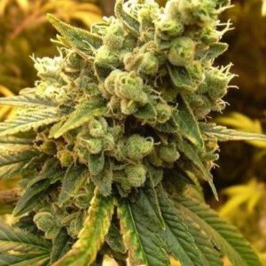 A close-up of the Diesel 1:1 Strain CBD Seeds flower. High-quality genetics produce dense buds full of terpenes for exceptional flavor.