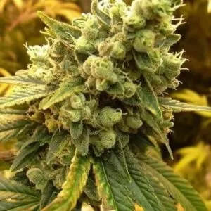 A close-up of the Diesel 1:1 CBD Seeds flower. High-quality genetics produce dense buds full of terpenes for exceptional flavor.