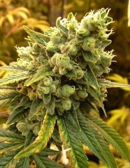 Diesel 1:1 cbd seeds