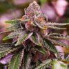 Close-up of a vibrant Girl Scout Cookies 1:1 Strain CBD bud showcasing its unique coloration and trichome coverage, perfect for cultivators seeking quality CBD seeds.