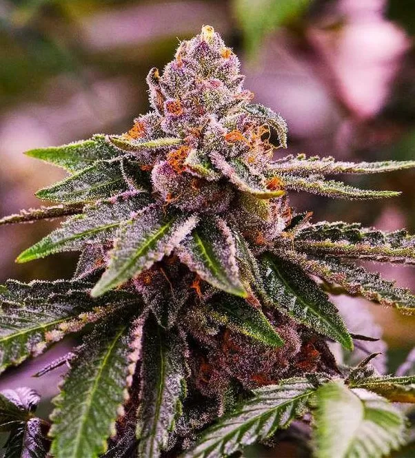 Girl Scout Cookies Feminized Seeds: Full Grow Review Close-Up Of A Vibrant Girl Scout Cookies 1:1 Strain Cbd Bud Showcasing Its Unique Coloration And Trichome Coverage, Perfect For Cultivators Seeking Quality Cbd Seeds.