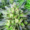 Close-up of a mature Grapefruit Strain Feminized Seeds plant, highlighting the resinous buds and vibrant green foliage. High-quality genetics for optimal yield.
