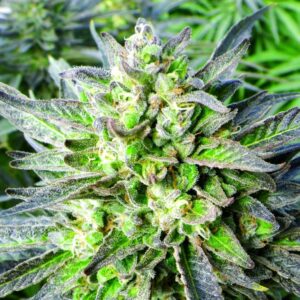Close-up of a mature Grapefruit Strain Feminized Seeds plant, highlighting the resinous buds and vibrant green foliage. High-quality genetics for optimal yield.