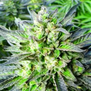 Grapefruit Feminized Seeds