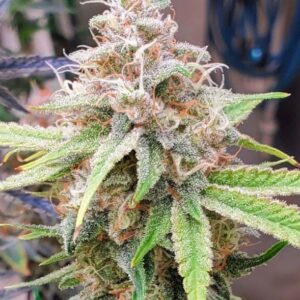 Close-up of a mature cannabis bud, showcasing the quality of Haze Strain Feminized Seeds. High resin production with visible trichomes and vibrant colors.