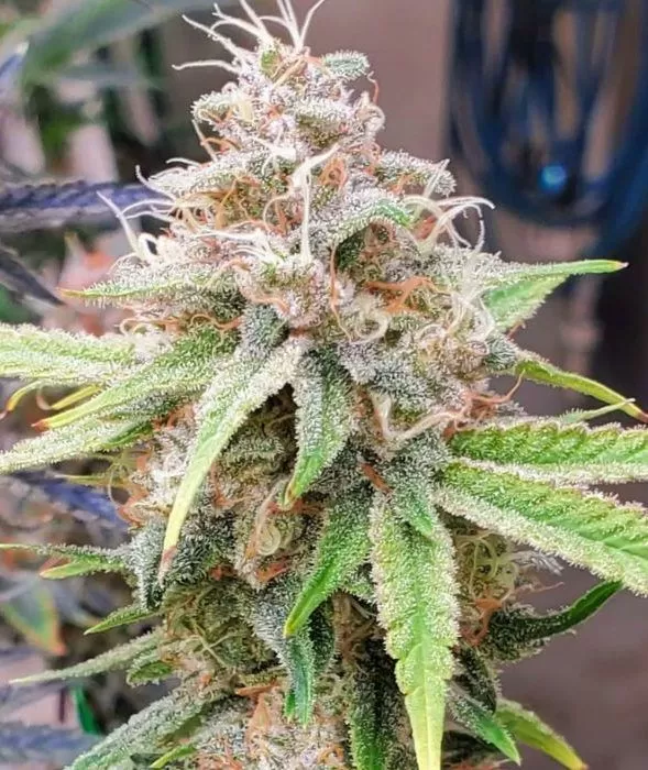 Haze feminized seeds