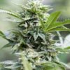 Close-up of a flourishing cannabis plant, showcasing Jack Herer 1:1 Strain CBD Seeds, highlighting the dense buds and healthy leaves.