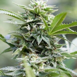 Close-up of a flourishing cannabis plant, showcasing Jack Herer 1:1 Strain CBD Seeds, highlighting the dense buds and healthy leaves.
