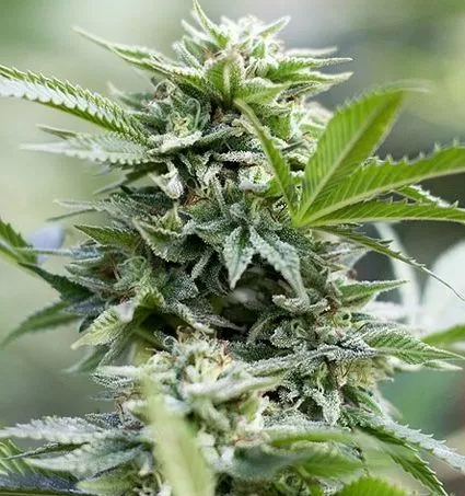 Jack Herer 1:1 Strain Cbd Seeds Close-Up Of A Flourishing Cannabis Plant, Showcasing Jack Herer 1:1 Strain Cbd Seeds, Highlighting The Dense Buds And Healthy Leaves.