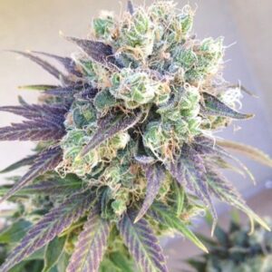 Close-up of a vibrant cannabis flower, showcasing the quality of our Jillybean Strain Feminized Seeds. See the beautiful purple and green buds grown from our premium seeds.