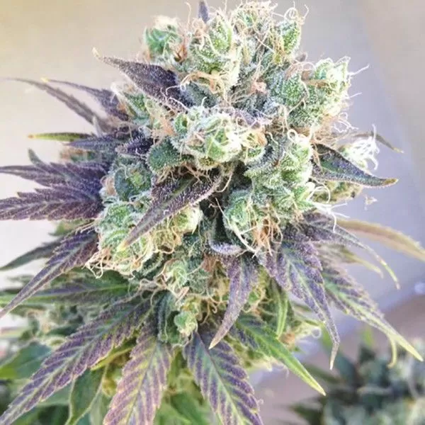 Jillybean feminized seeds