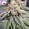 Close-up of a mature Harlequin Kimbo Kush 1:1 Strain CBD Seeds plant bud, showcasing trichome coverage. Excellent genetics for your growing needs.