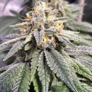 Close-up of a mature Harlequin Kimbo Kush 1:1 Strain CBD Seeds plant bud, showcasing trichome coverage. Excellent genetics for your growing needs.