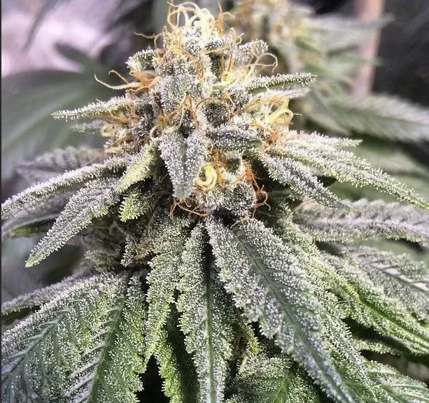 Harlequin Kimbo Kush 1:1 cbd seeds